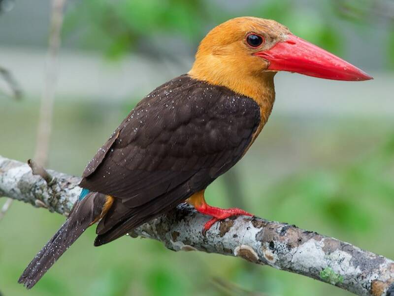 Brown-winged Kingfisher, Photos 3