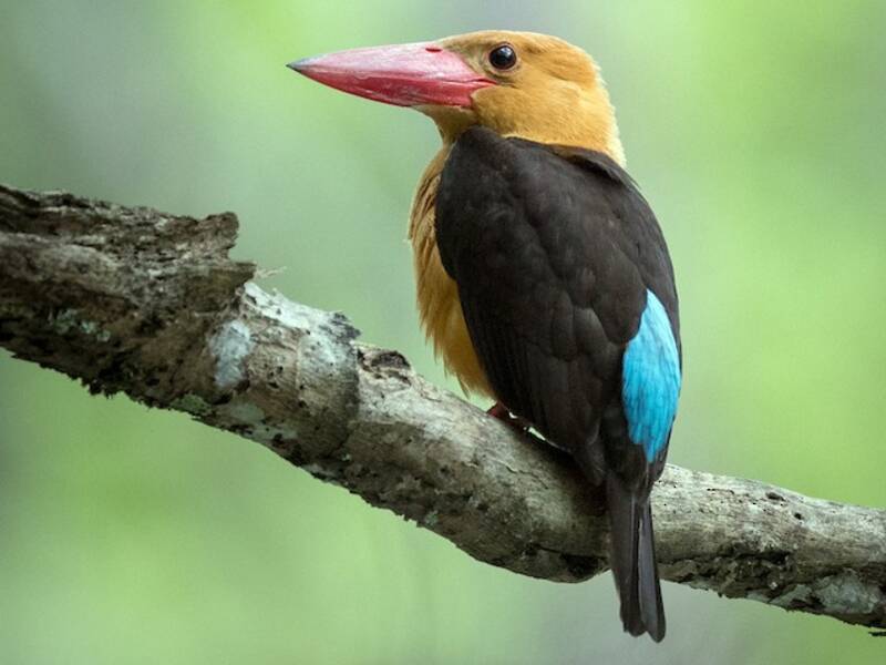 Brown-winged Kingfisher, Photos 2