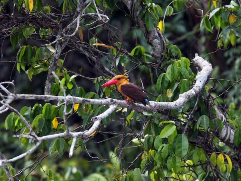 Brown-winged Kingfisher, Photos 1