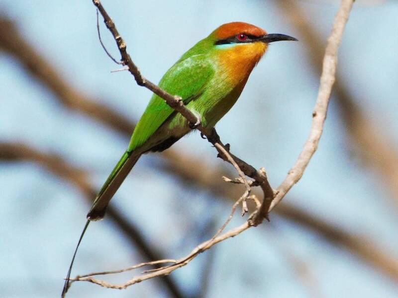 Böhm's Bee-eater, 照片 4