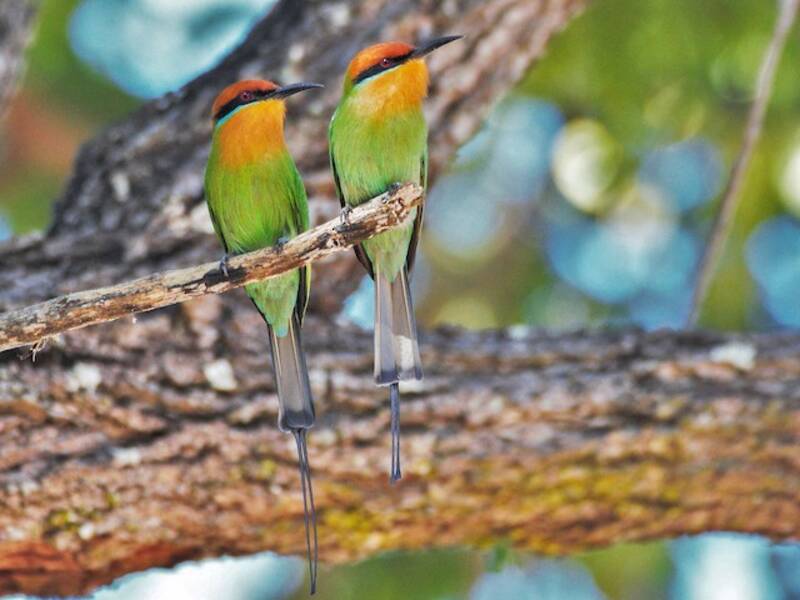 Böhm's Bee-eater, 照片 3