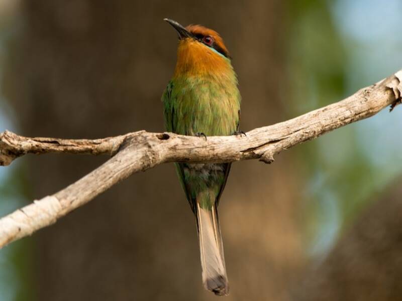 Böhm's Bee-eater, 照片 2