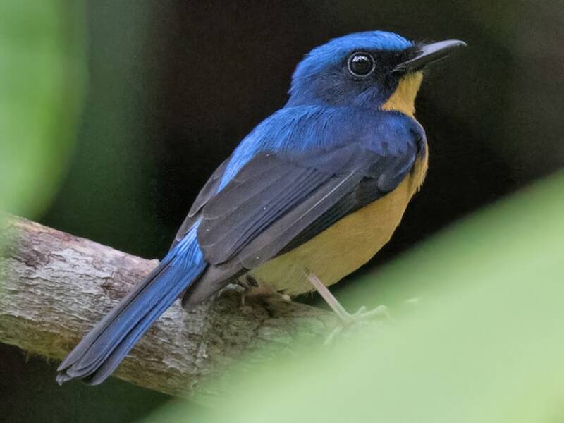 Borneo-Blaufliegenschnäpper, Fotos 3