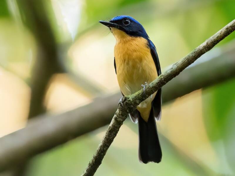 Bornean Blue Flycatcher