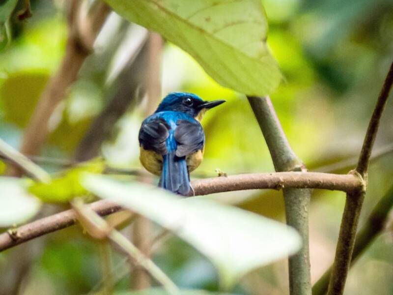 Borneo-Blaufliegenschnäpper, Fotos 4