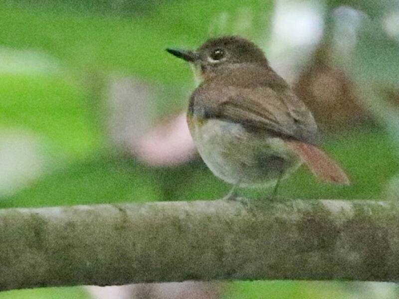 Borneo-Blaufliegenschnäpper, Fotos 2