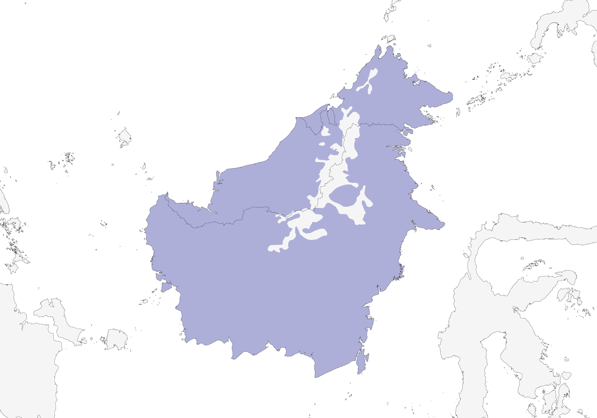 Borneo-Blaufliegenschnäpper, Verbreitung 1