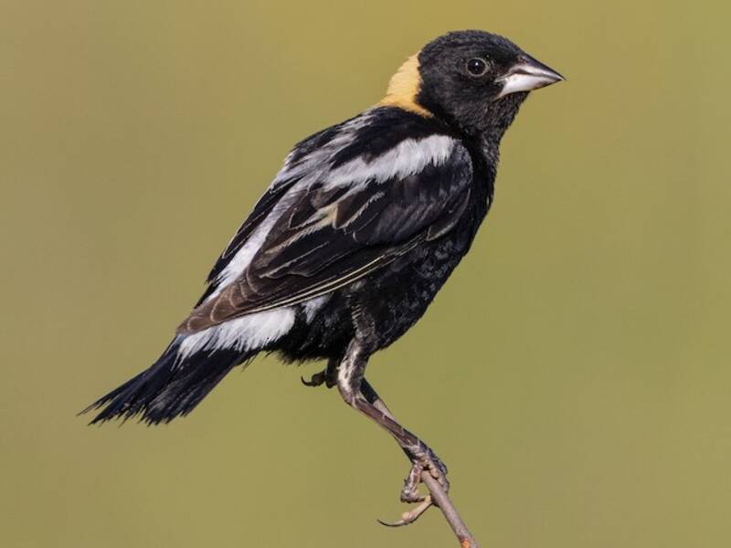 Bobolink, Foto 3