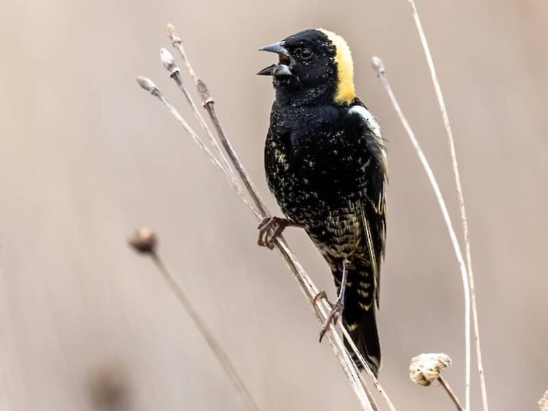 Bobolink, Foto 2