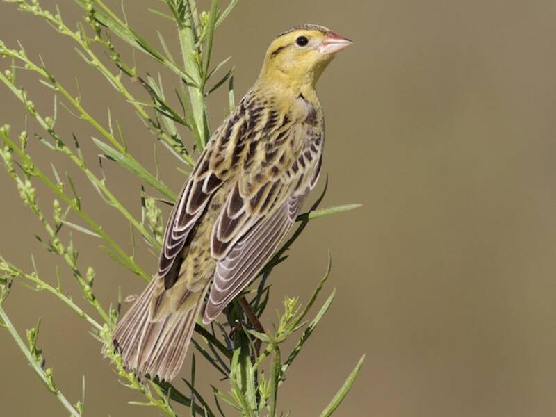 Bobolink