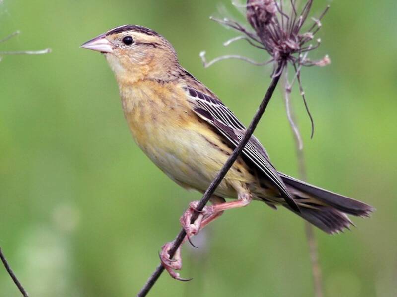 Bobolink, Foto 4