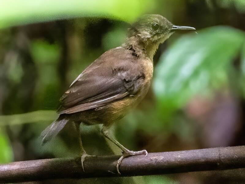 Sao Tome Short-tail, Photos 3