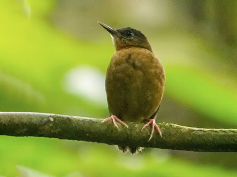 São-Tomé-Kurzschwanz