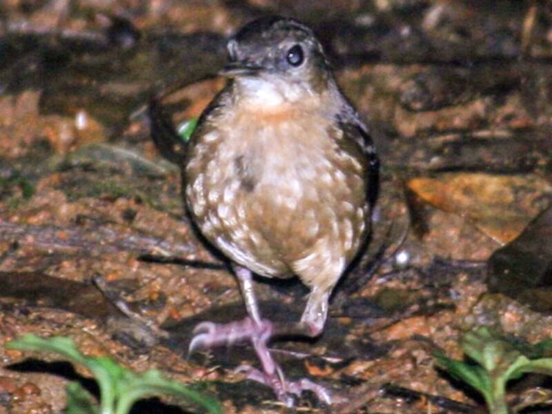 Sao Tome Short-tail, Photos 4