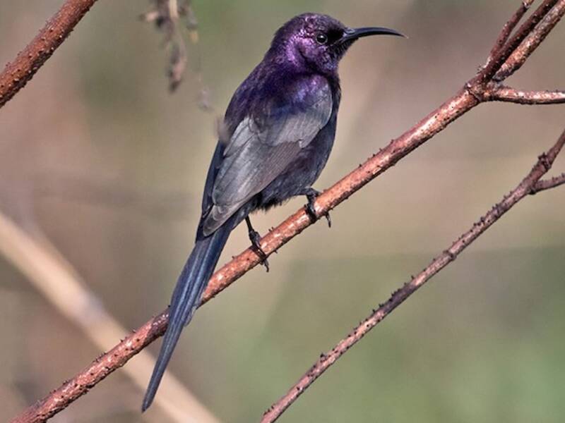 Bocage-Nektarvogel