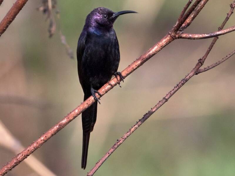 Nettarinia di Bocage, Foto 2