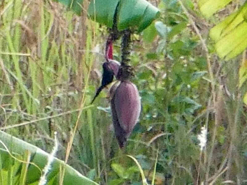 Nettarinia di Bocage, Foto 3