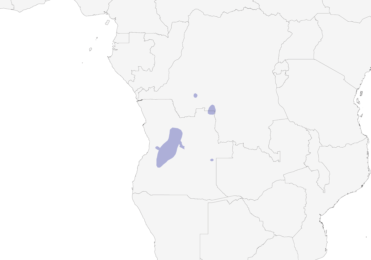 Nettarinia di Bocage, Distribuzione 1