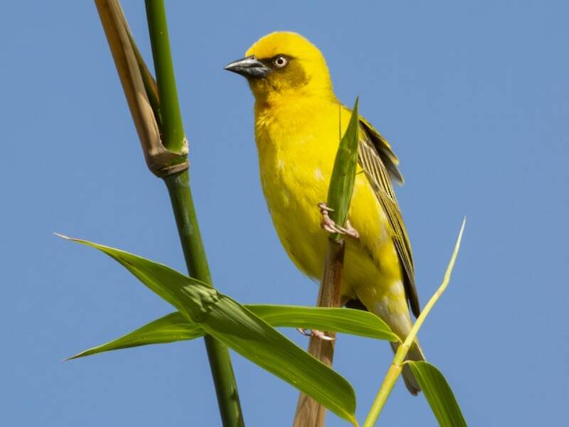 Bocage's Weaver