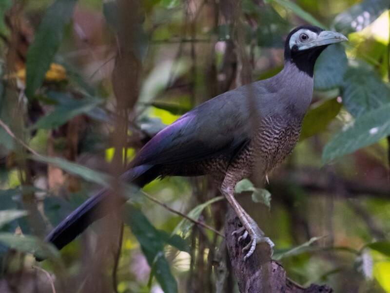 Bornean Ground-Cuckoo, 照片 3