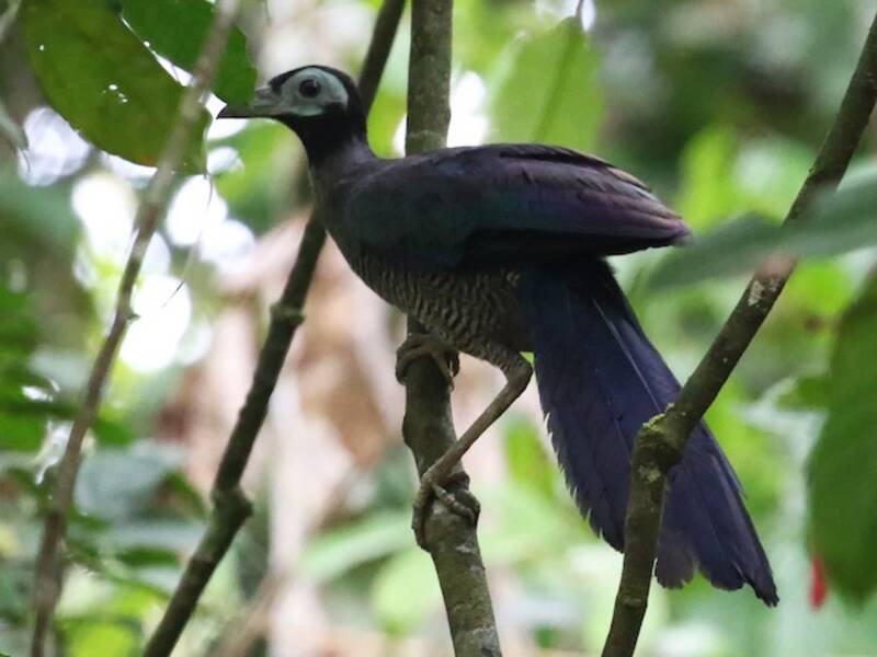 Bornean Ground-Cuckoo