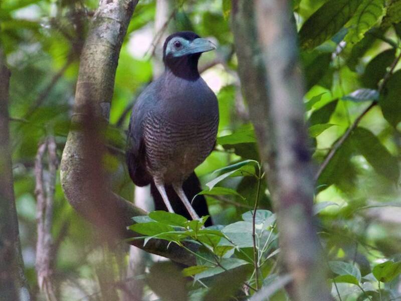Bornean Ground-Cuckoo, 照片 2
