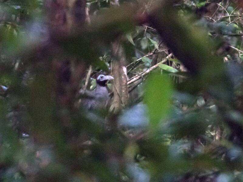 Bornean Ground-Cuckoo, 照片 4