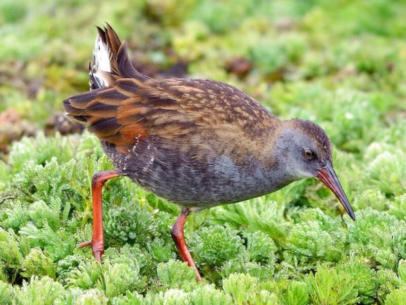 Bogota Rail, 照片 2