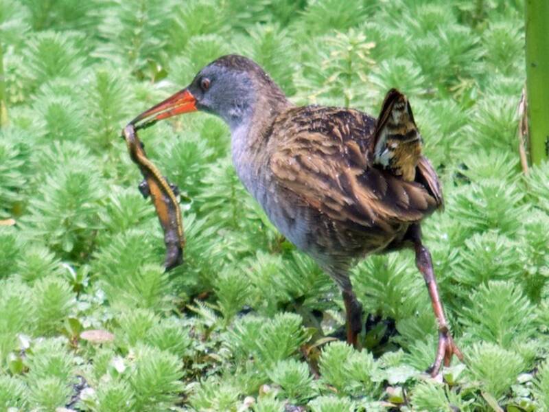 Bogota Rail, 照片 4