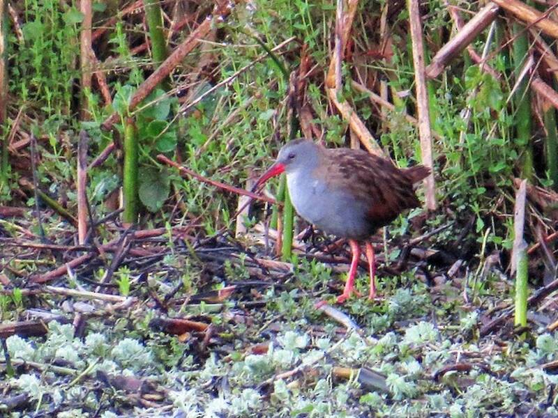 Bogota Rail, 照片 3