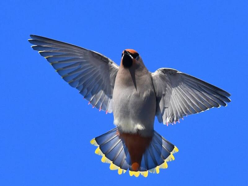 Bohemian Waxwing (Bombycilla garrulus)
