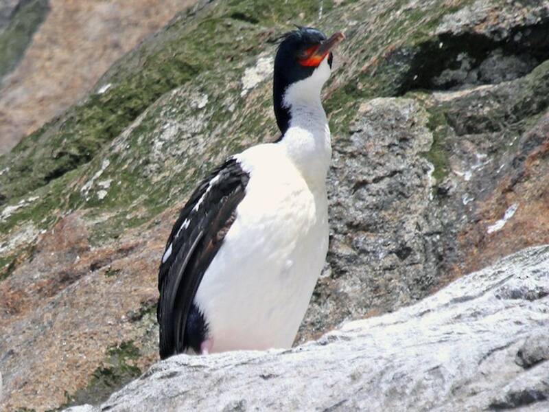 Cormorano delle Isole Bounty, Foto 2