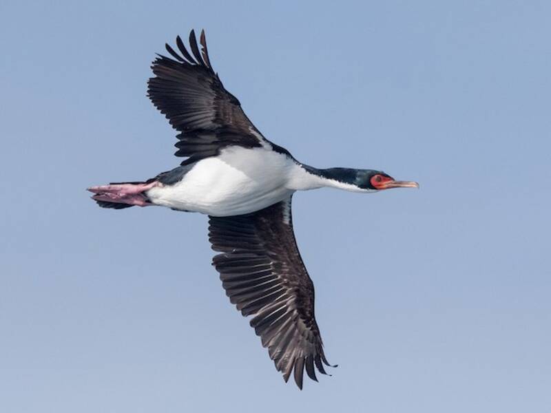Cormorano delle Isole Bounty