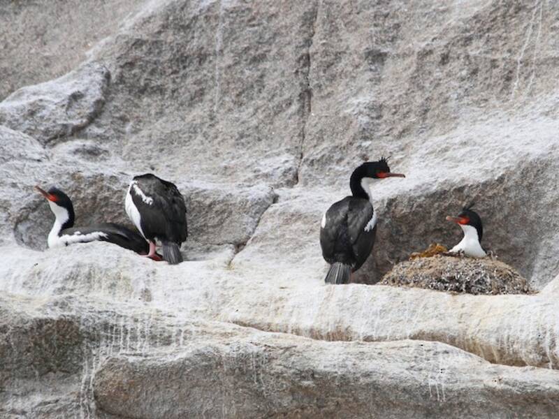 Cormorano delle Isole Bounty, Foto 3