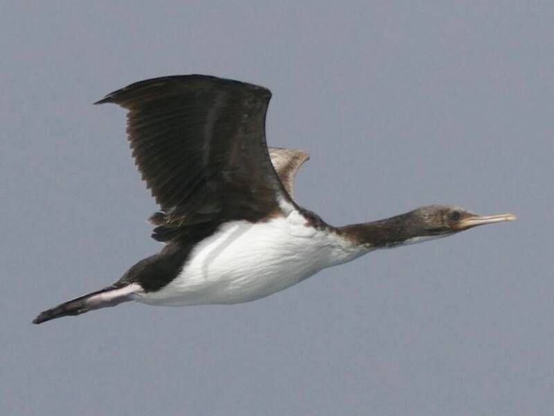 Cormorano delle Isole Bounty, Foto 4