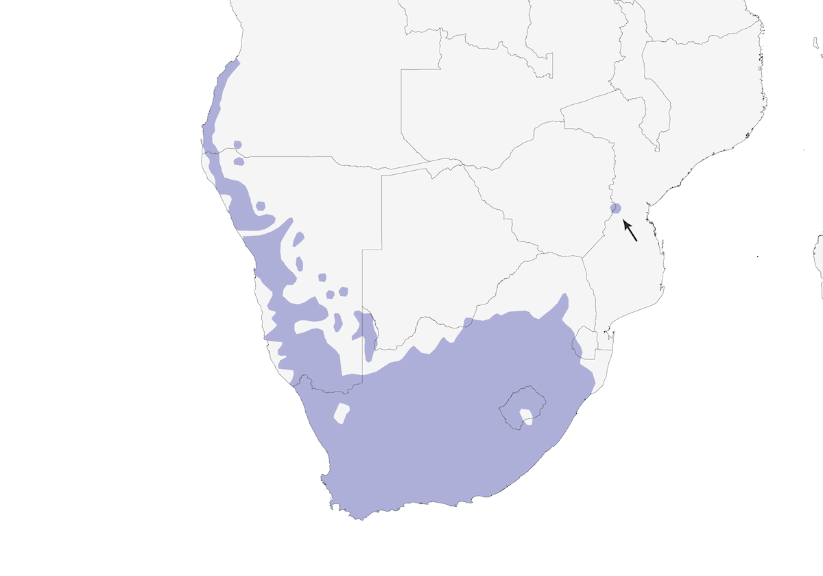 Bokmakierie, Distribution 1