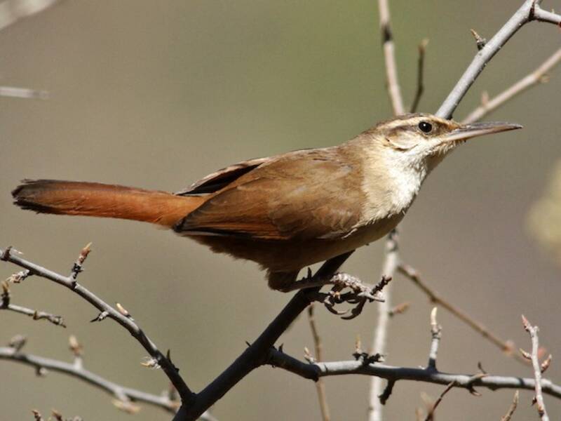 Terrarolo boliviano, Foto 3