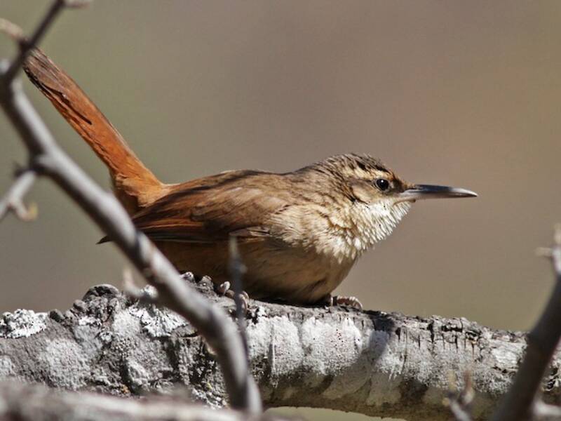 Terrarolo boliviano, Foto 4