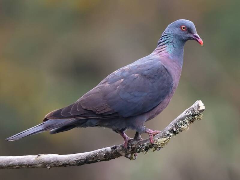 Bolle's Pigeon