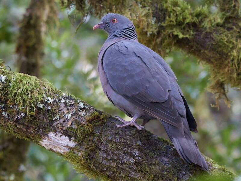 Pigeon de Bolle, Photos 3