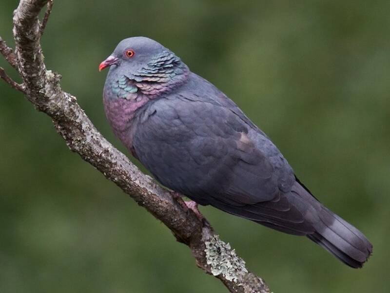 Pigeon de Bolle, Photos 2