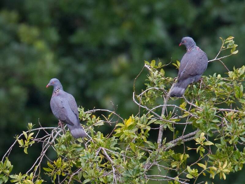 Pigeon de Bolle, Photos 4