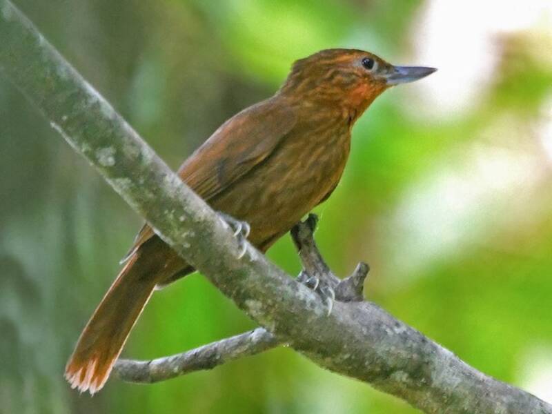 Becchiere boliviano