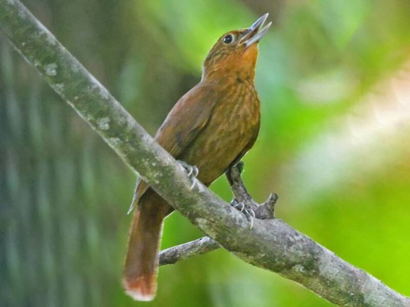 Becchiere boliviano, Foto 3