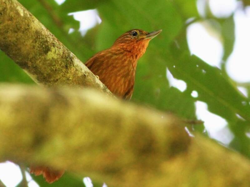 Becchiere boliviano, Foto 2