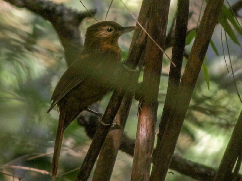 Becchiere boliviano, Foto 4
