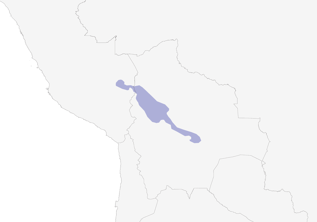 Becchiere boliviano, Distribuzione 1