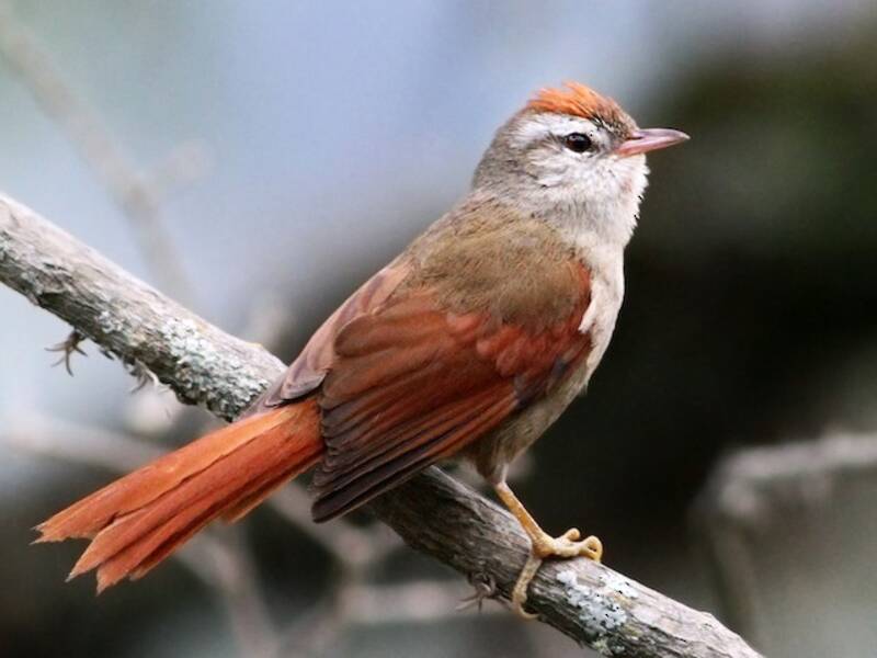 Bolivian Spinetail, Photos 3