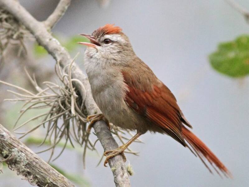 Bolivian Spinetail, Photos 4