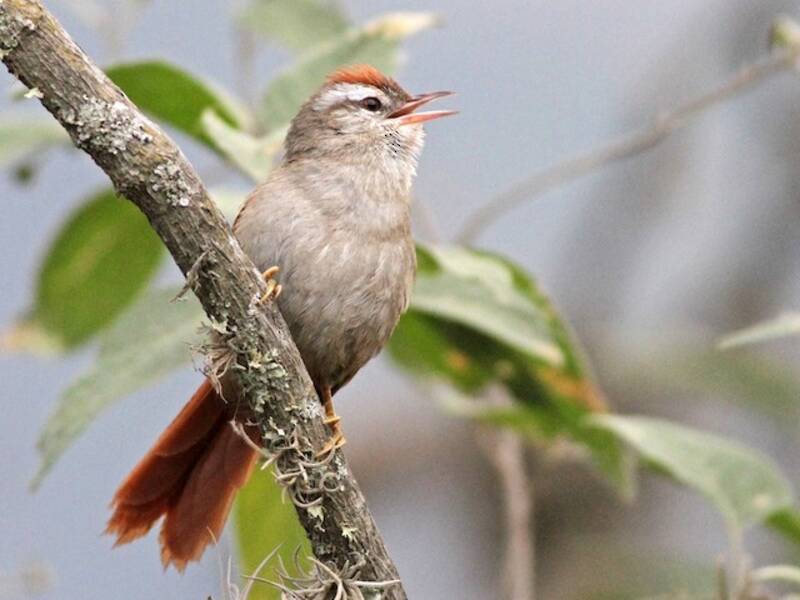 Bolivian Spinetail